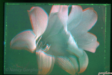 Lilies white color test hologram by N gorglione all rights reserved